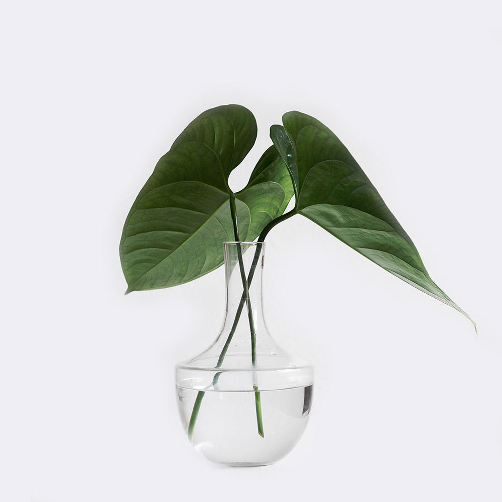 Show-plants