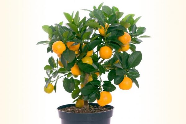 Orange - Image 2