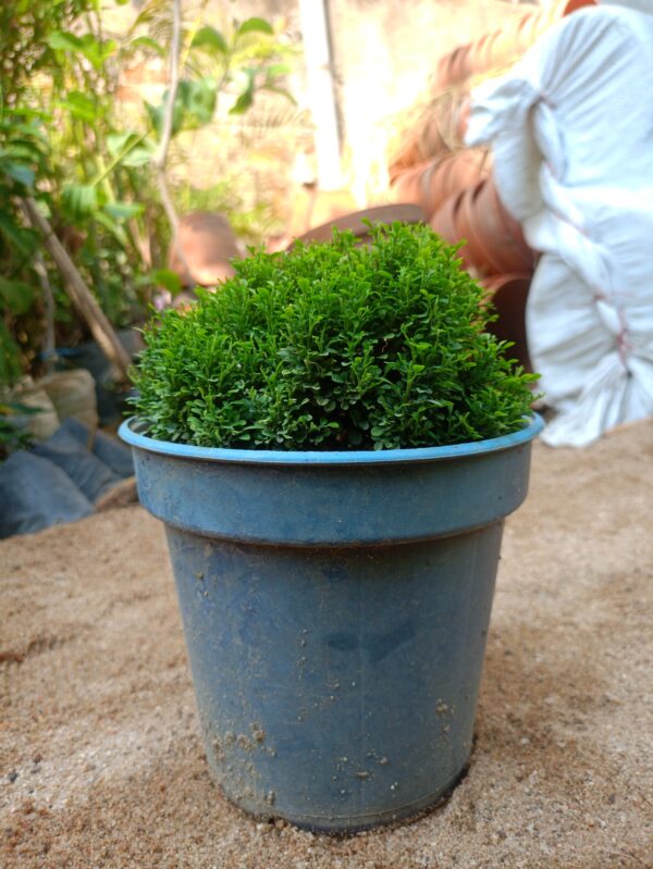 sample - Image 6