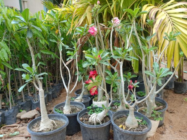 Desert Rose - Image 5