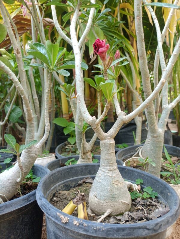 Desert Rose - Image 6