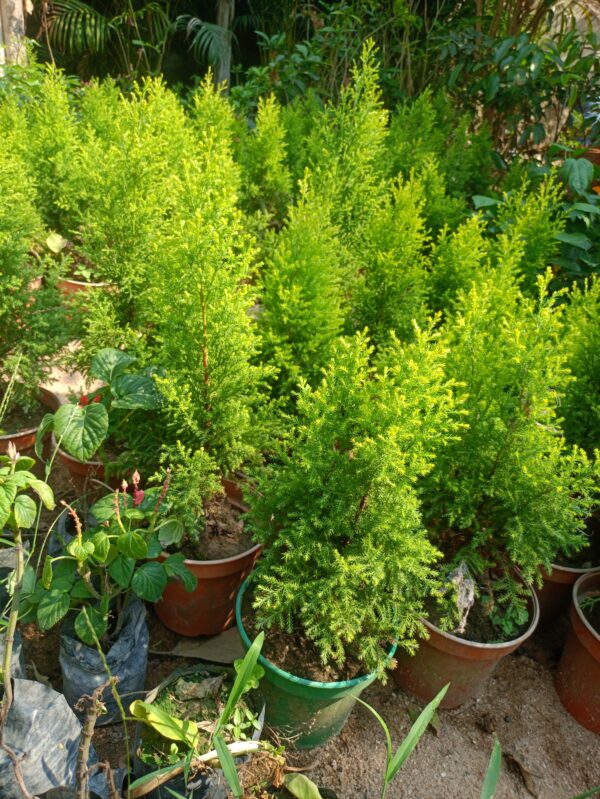 Golden Thuja - Image 3