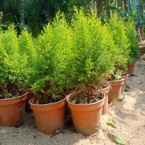 Golden Thuja