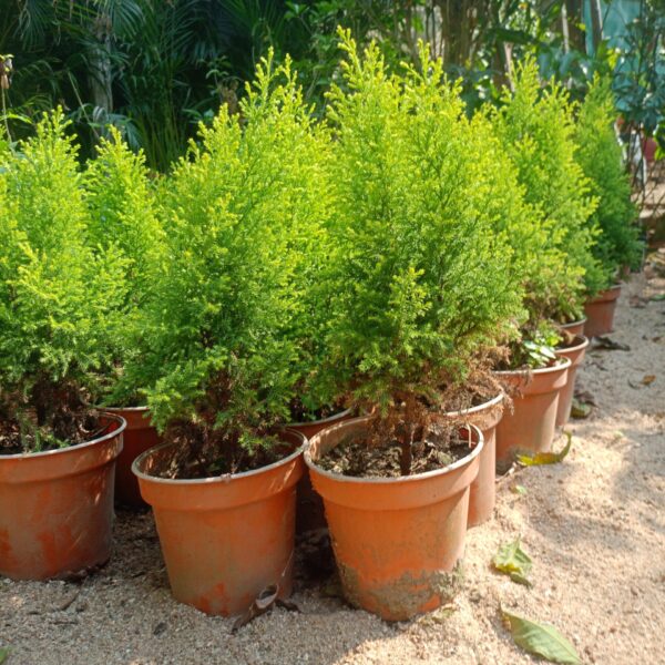 Golden Thuja