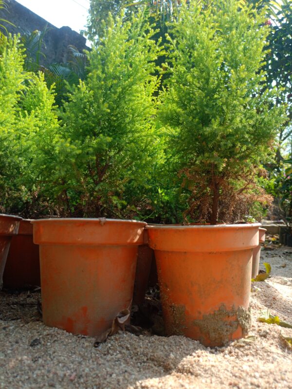 Golden Thuja - Image 2
