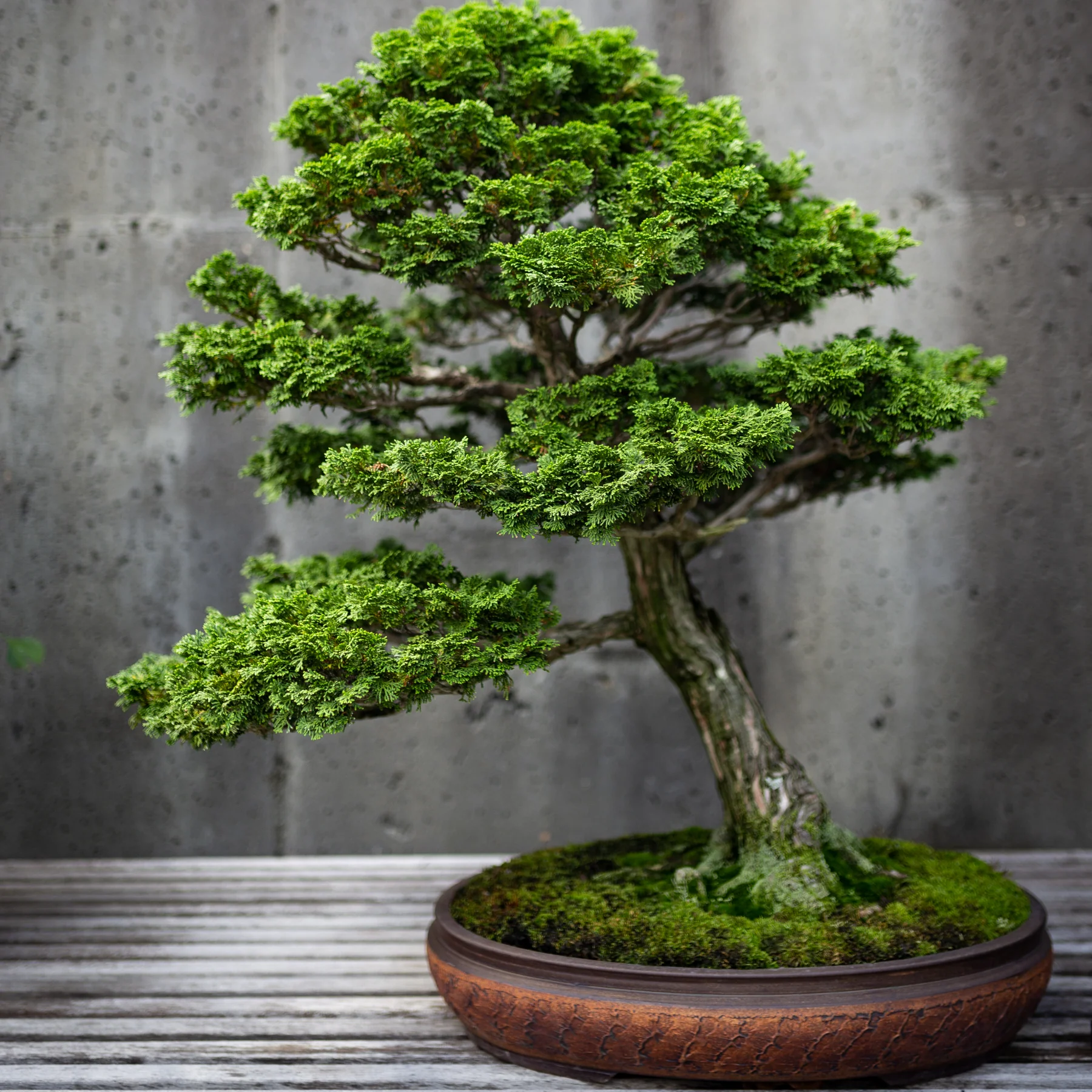 Bonsai
