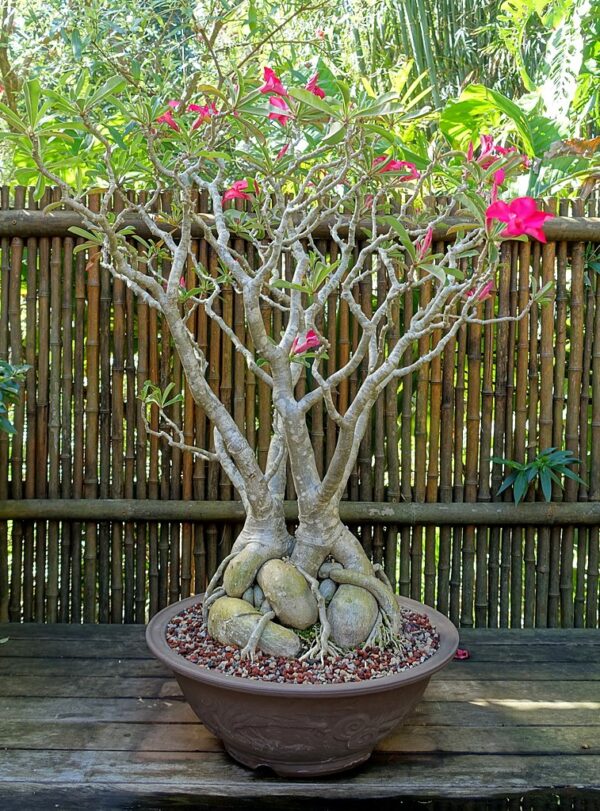 Desert Rose - Image 4