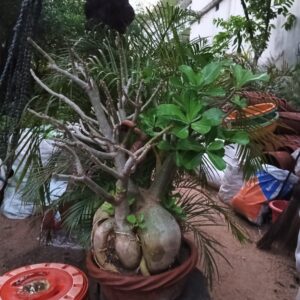 Mini  Bonsai