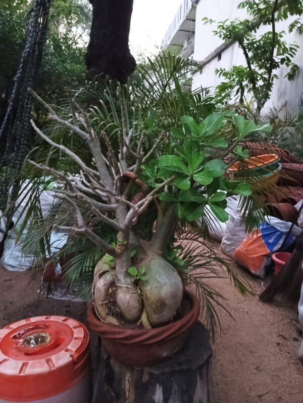 Mini  Bonsai