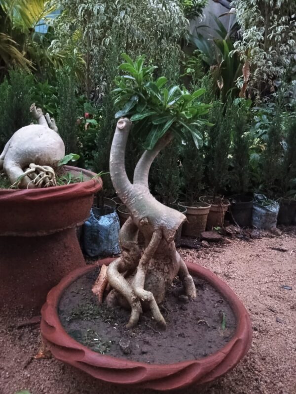Mini  Bonsai - Image 3