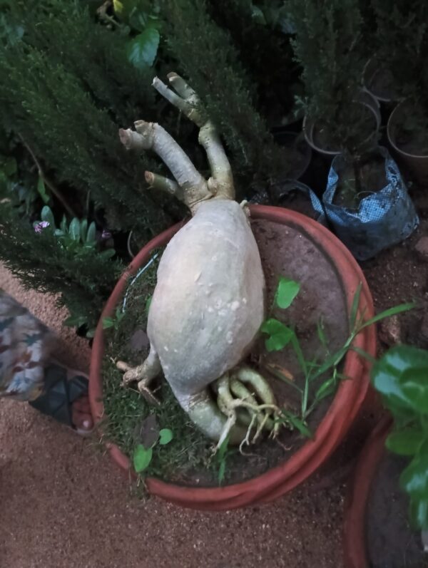 Mini  Bonsai - Image 5