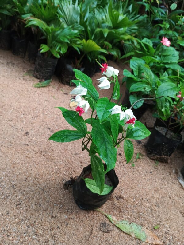 Bleeding Heart Plant - Image 2