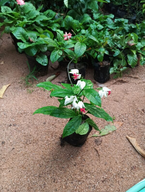 Bleeding Heart Plant