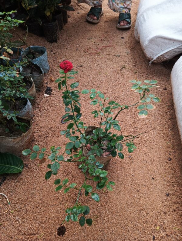 Mini Red Rose - Image 2