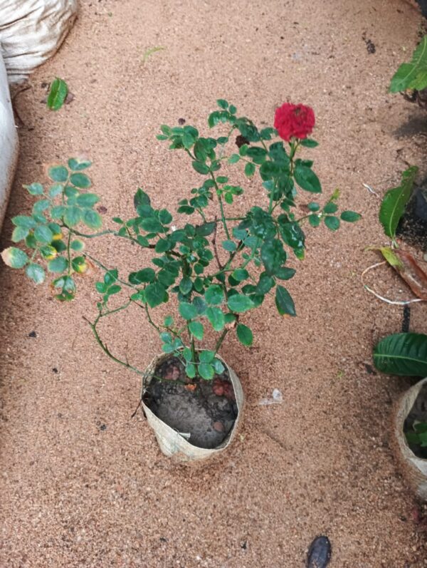 Mini Red Rose