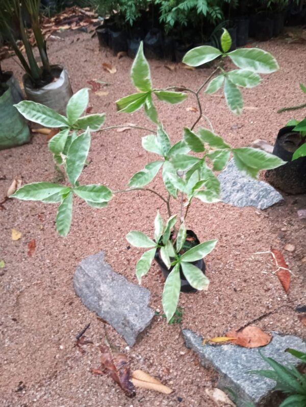 Chandani Plant
