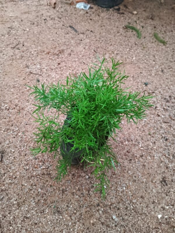 Asparagus Plant