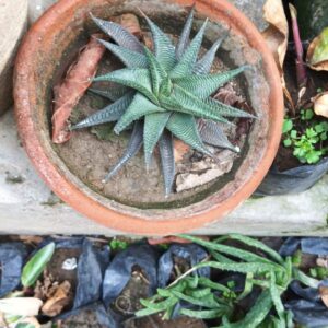 Star Plant