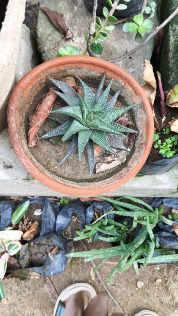 Star Plant