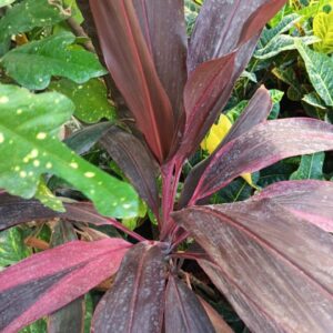 Mahatma Dracaena Plant