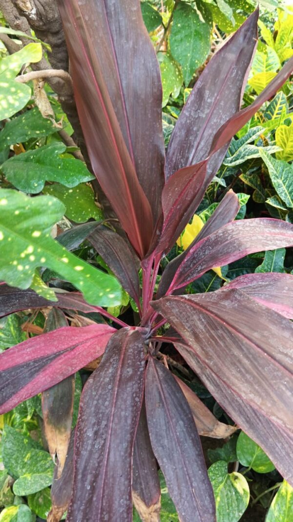 Mahatma Dracaena Plant