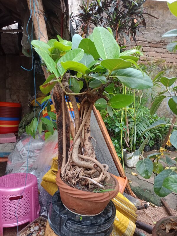 Banyan Bonsai Plant