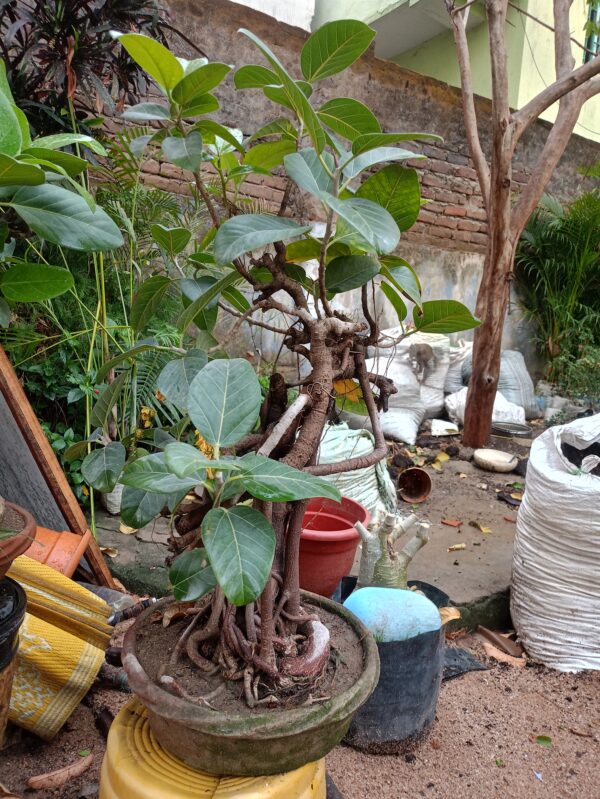 Banyan Bonsai Plant - Image 3