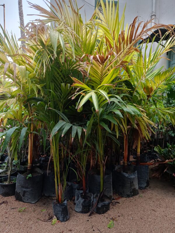 Erica Plant
