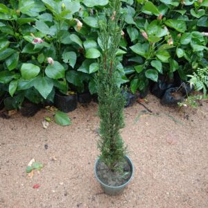 mini tree
