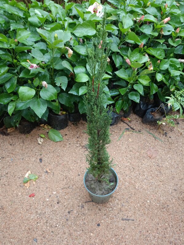 mini tree