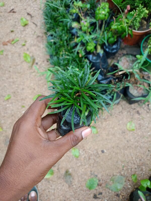 Dwarf Mondo Grass - Image 2