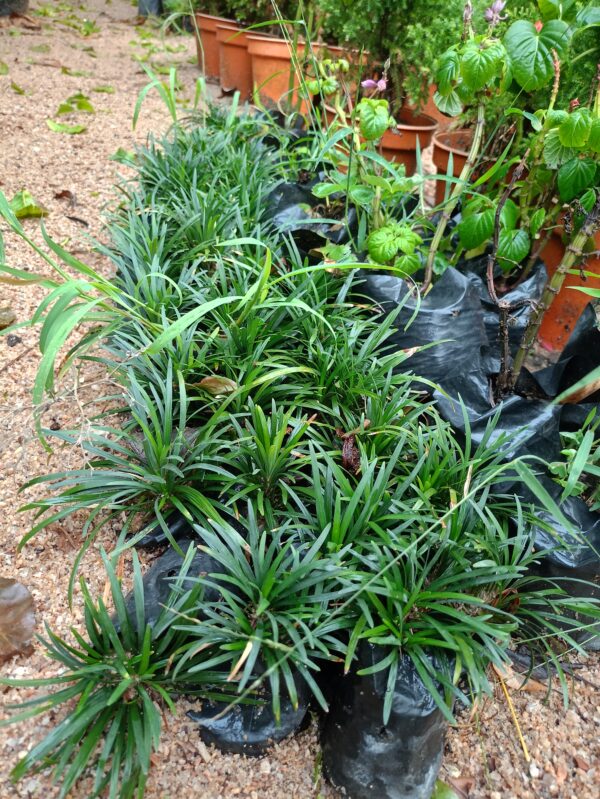 Dwarf Mondo Grass - Image 3