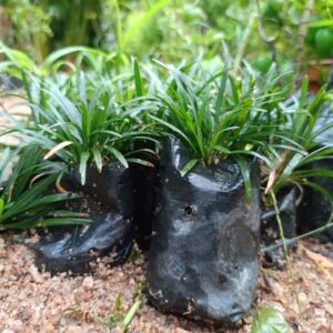 Dwarf Mondo Grass