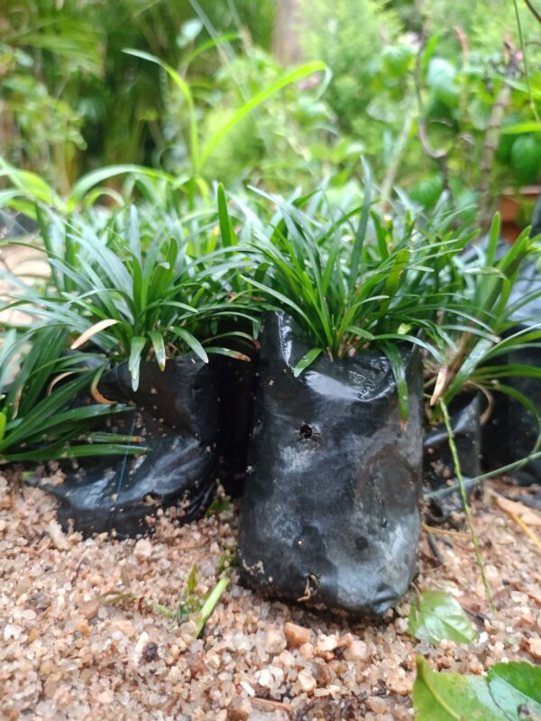 Dwarf Mondo Grass