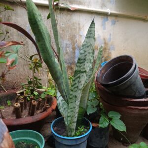 SeedTrees Snake Plant