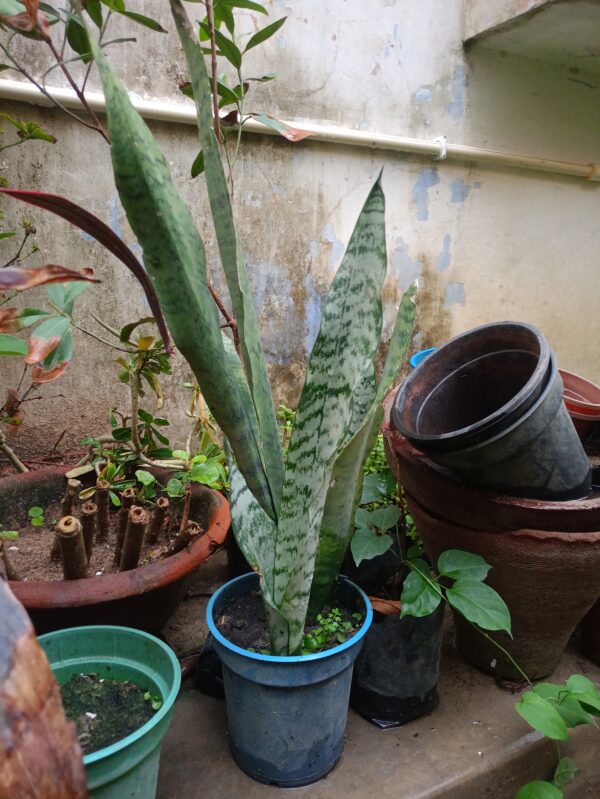 SeedTrees Snake Plant
