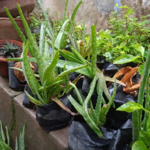 Aloe Vera