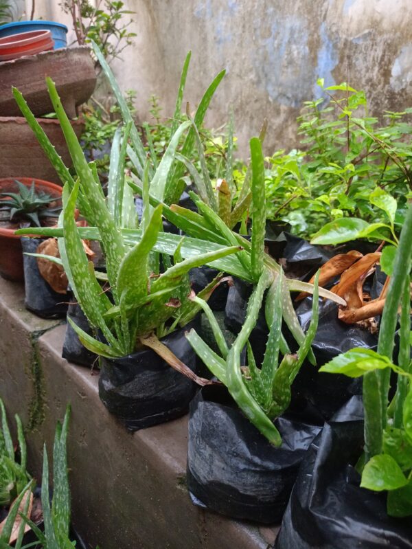 Aloe Vera