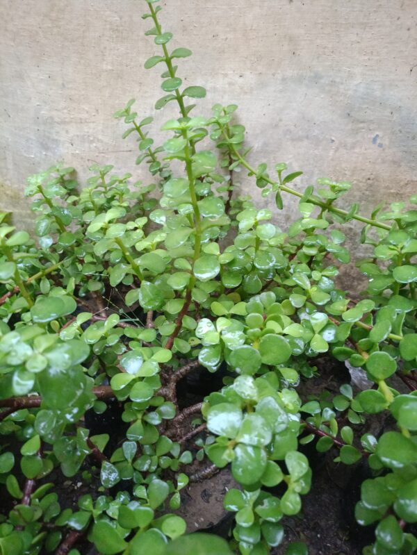 circle grass