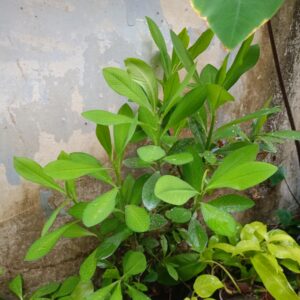 plant