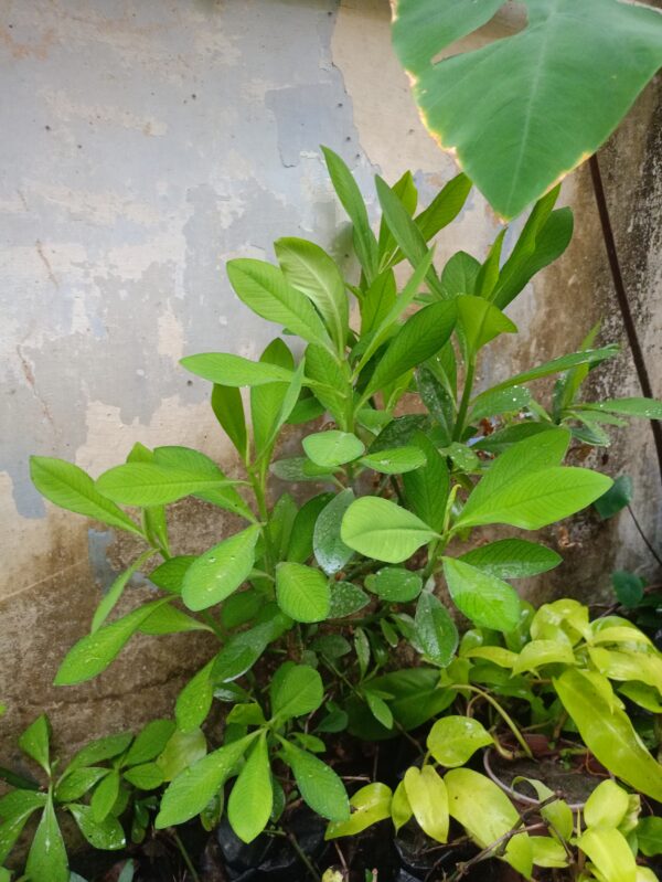 plant