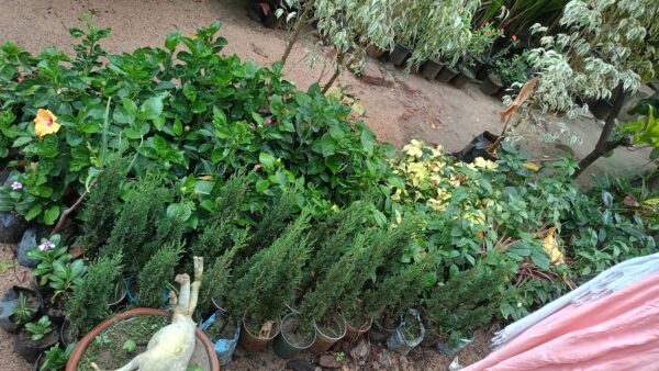 mini tree - Image 3