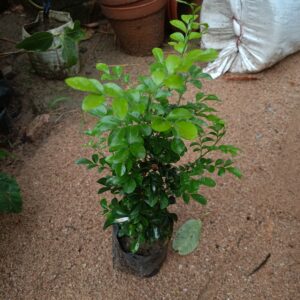 show plant