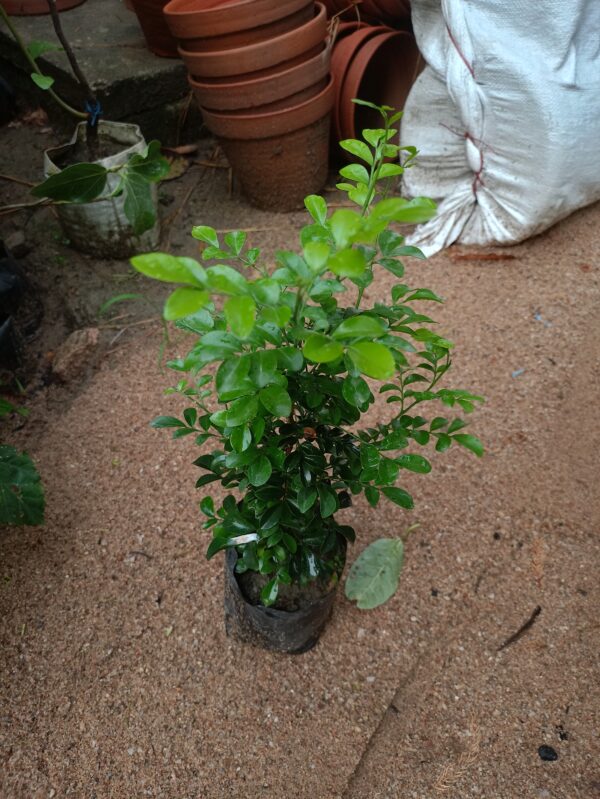 show plant