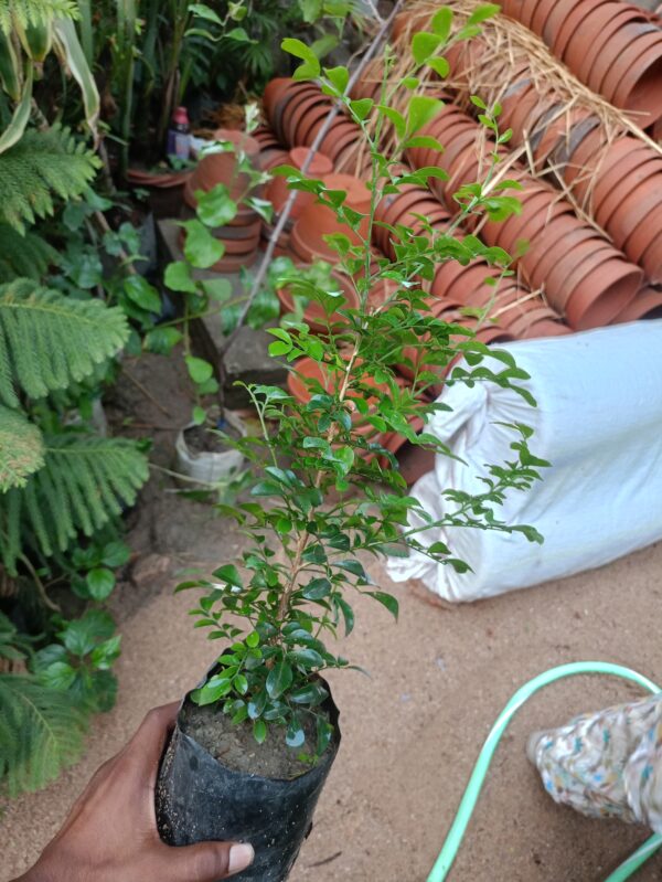 show plant - Image 2