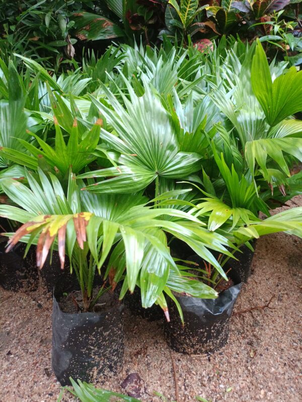 Mini palm - Image 3