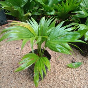 Mini palm