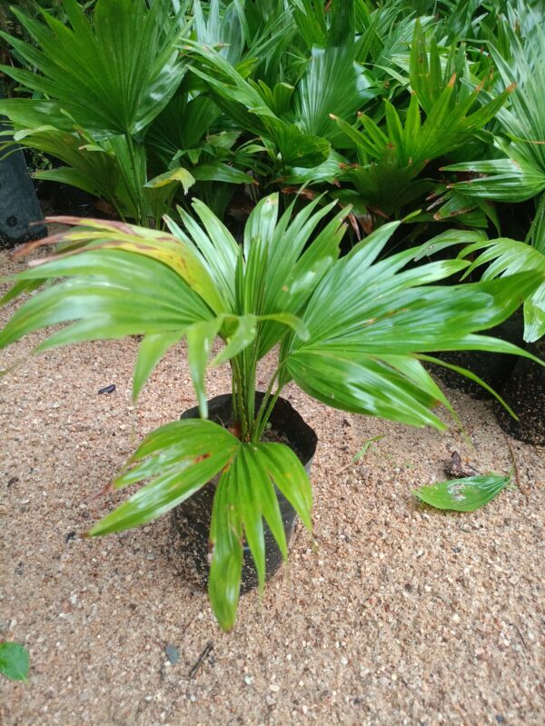 Mini palm