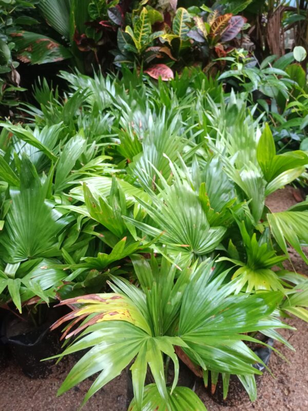 Mini palm - Image 2