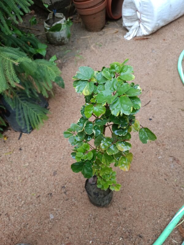 Aralia Balfouriana